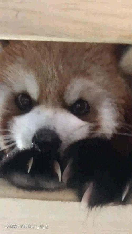 娱乐吃瓜酱小动物视频,小动物娱乐视频大盘点 第2张 娱乐吃瓜酱小动物视频,小动物娱乐视频大盘点 第2张