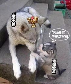 娱乐吃瓜酱小动物视频,小动物娱乐视频大盘点 第3张 娱乐吃瓜酱小动物视频,小动物娱乐视频大盘点 第3张