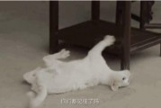娱乐吃瓜酱虐猫博主