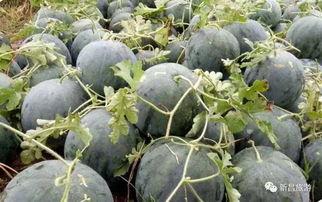 吃瓜群是干嘛的,网络社交新趋势的诞生与影响  第2张